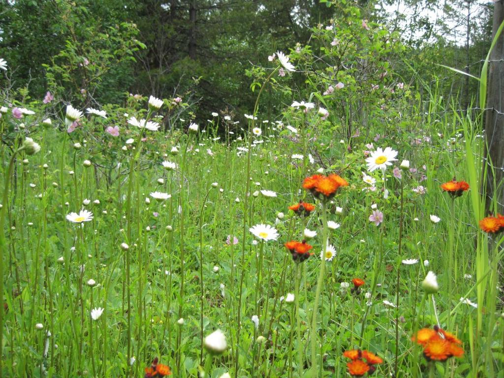 קלונה Wild Nature B&B מראה חיצוני תמונה